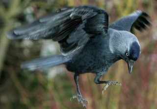 Jackdaws and Owls : Finding you own Purpose